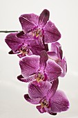 Orchid (Phalaenopsis OX formosa Beauty 'Picotee')