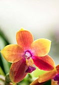 Phalaenopsis Zheng Min Muscadine X Mituo Prince '110'