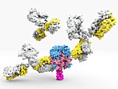 Lassa virus protein and antibodies, illustration