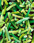 Bifidobacterium sp. probiotic bacteria, SEM