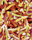 Bifidobacterium sp. probiotic bacteria, SEM