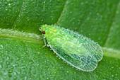 Planthopper covered in dew