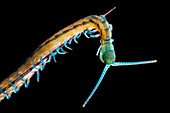 Juvenile Scolopendra centipede