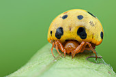 Ladybird mimic spider