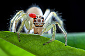 Parasitic mite on a jumping spider