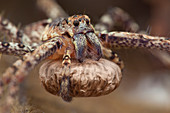 Huntsman spider carrying egg sac