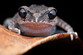 Black-eyed litter frog