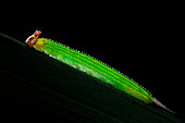 Common palmfly caterpillar