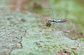 Thread-legged assassin bug with prey