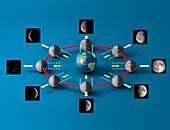 Lunar cycle, illustration