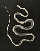 X-ray of a snake, 1890s