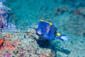 White-spotted boxfish on a reef