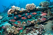 Crown squirrelfish on shipwreck