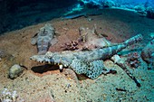Crocodilefish on sandy seabed