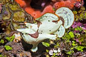 Painted frogfish on reef