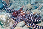 Wonderpus octopus on a reef