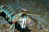 Pink-eared mantis shrimp
