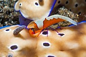 Emperor shrimp on nudibranch