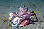 Veined octopus with rubbish collected on the sea bed