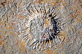 Sea urchin fossil in Jurassic seabed