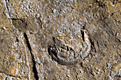 Bivalve mollusc fossil in Jurassic seabed