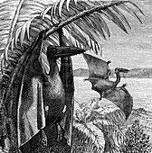Pterodactyls, 19th Century illustration