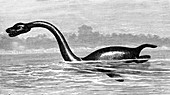 Plesiosaur, 19th Century illustration