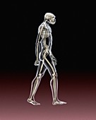 Turkana Boy skeleton and body, illustration