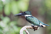 Amazon kingfisher