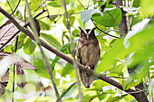 Crested owl