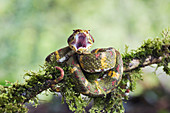 Eyelash viper