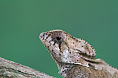 Helmeted iguana