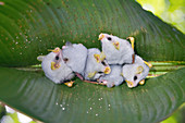 Honduran white bats roosting