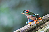 Red-eyed tree frog