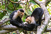 White-faced capuchin monkeys grooming