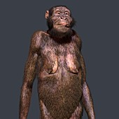 Australopithecus sediba female, illustration