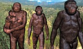 Australopithecus sediba family group, illustration