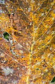Harlequin tree frog camouflage on leaf, Borneo