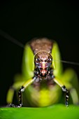 Hard shelled katydid, Borneo
