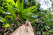 Gray's Malayan stick insect