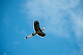 Helmeted Hornbill in flight