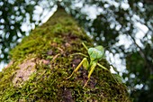 Green mantis, Borneo