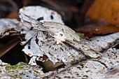 Camouflaged moth