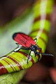 Cardinal beetle crawling out of pitcher plant