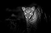 Leopard at night, Sri Lanka