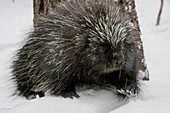North American porcupine in snow