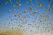 Budgerigars flocking to find water, Australia