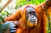 Sumatran orangutan with baby