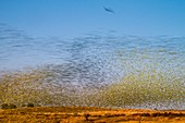 Hawk hunting budgerigars, Australia