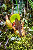 Tree shrew on giant pitcher plant, Borneo